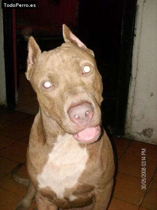 Foto del perro Rocky