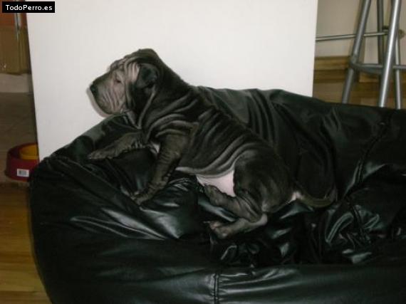 La foto del perro