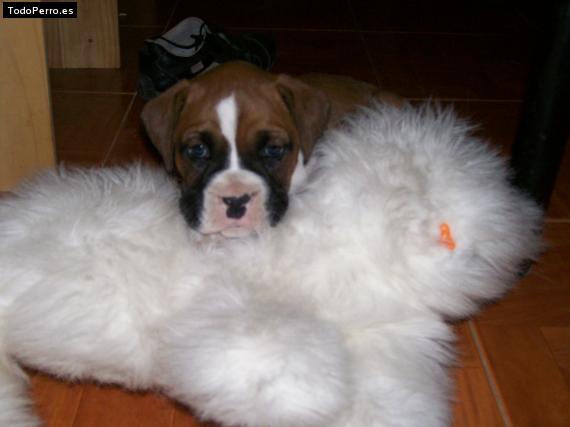 La foto del perro Lolo Foto del perro Lolo