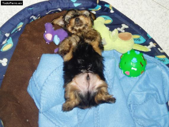 La foto del perro Ricki Foto del perro Ricki