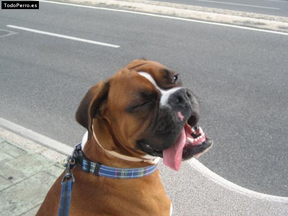 La foto del perro Papus Foto del perro Papus