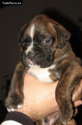 La foto del perro Horus Foto del perro Horus