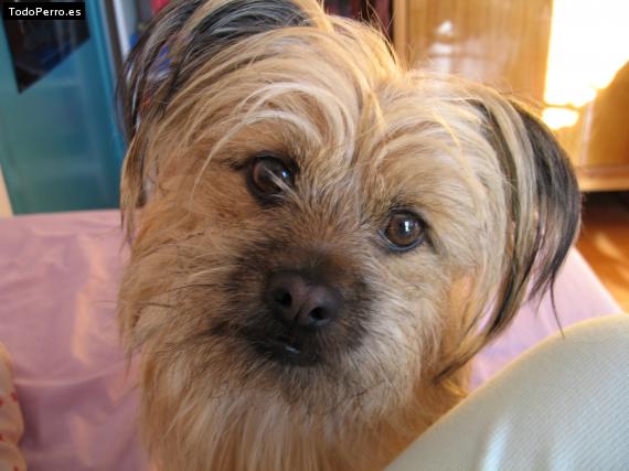 Foto del perro Chimpi