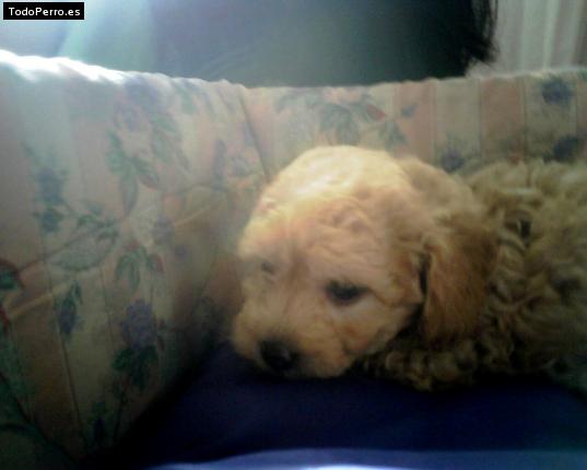 Foto del perro Cleo