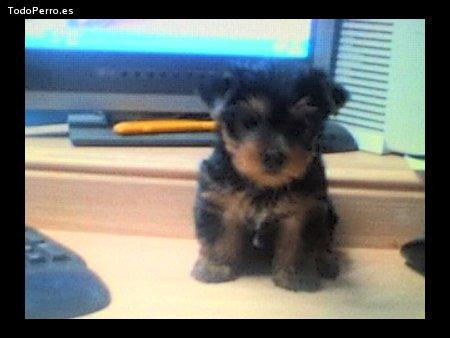 La foto del perro Rosi Foto del perro Rosi