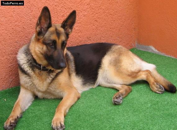 La foto del perro Jossy Foto del perro Jossy