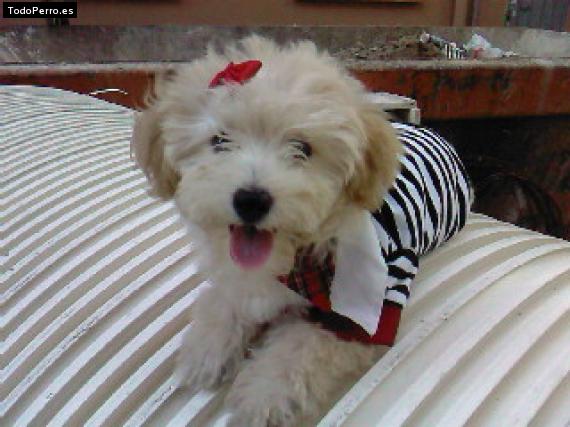 Foto del perro Enanoo