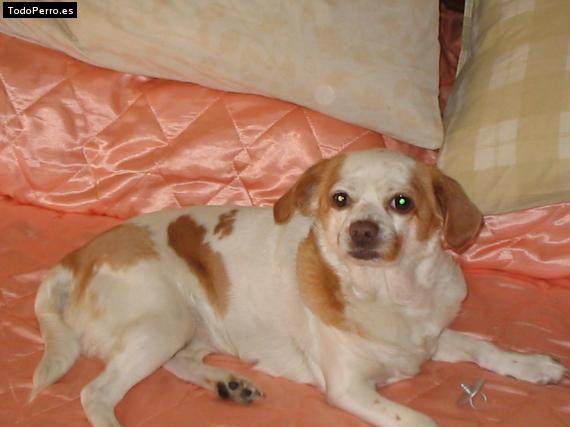 Foto del perro Woopy