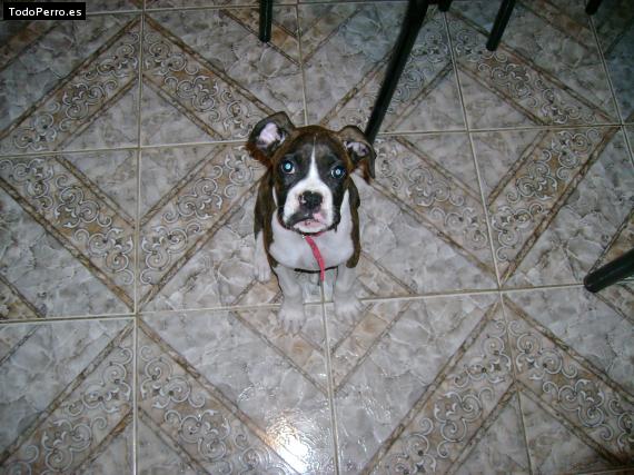 La foto del perro Ruth Foto del perro Ruth