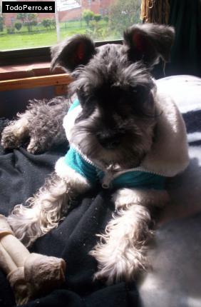 La foto del perro Gandalf Foto del perro Gandalf