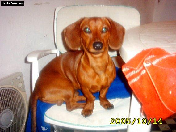Foto del perro Ciro