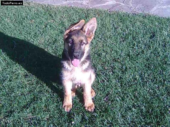 La foto del perro Kika Foto del perro Kika