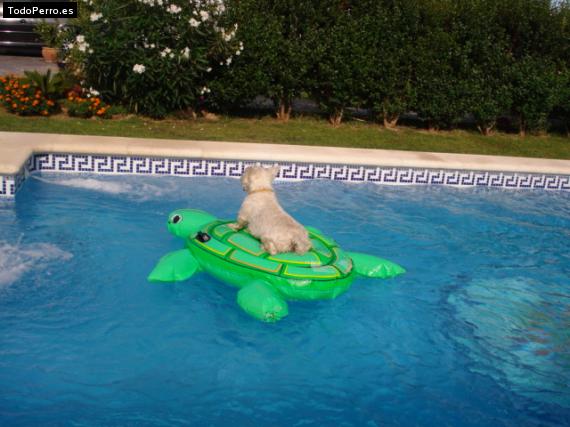 Foto del perro Coco