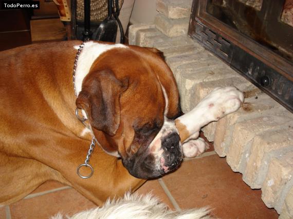 La foto del perro Hurko Foto del perro Hurko