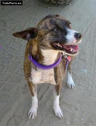 La foto del perro Galy Foto del perro Galy