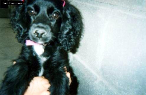 Foto del perro Chiki