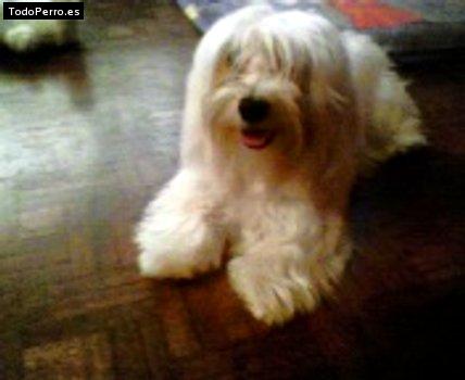 La foto del perro Gusi Foto del perro Gusi