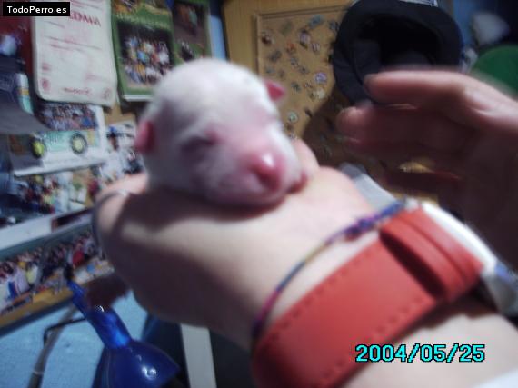 Foto del perro Ricky martin