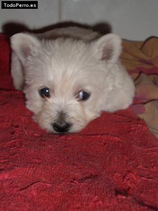 Foto del perro Kira