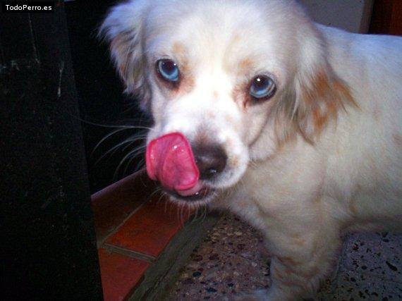 Foto del perro Maite 