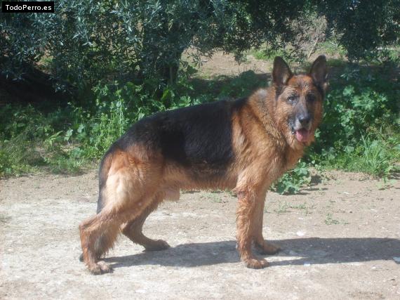 La foto del perro Erok Foto del perro Erok