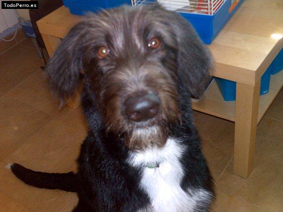 Foto del perro Ruffus