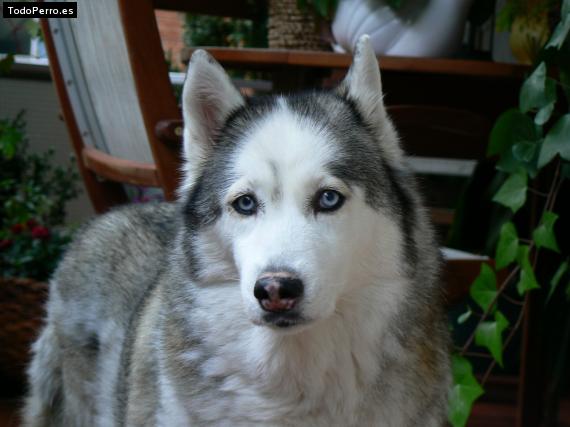 Foto del perro Tomba