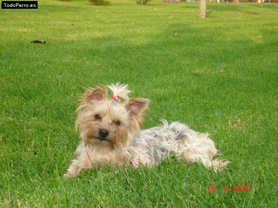 La foto del perro Leila Foto del perro Leila