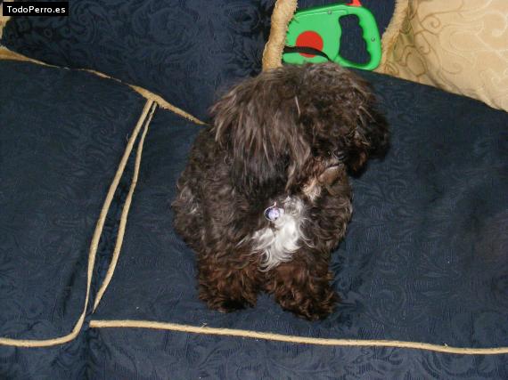 Foto del perro Sophie