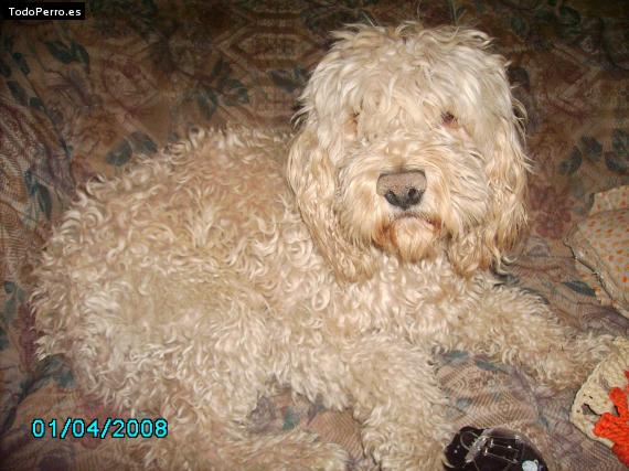 Foto del perro Skoorny