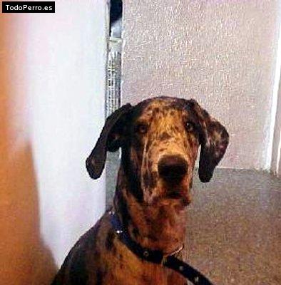 Foto del perro Gucci alejandra