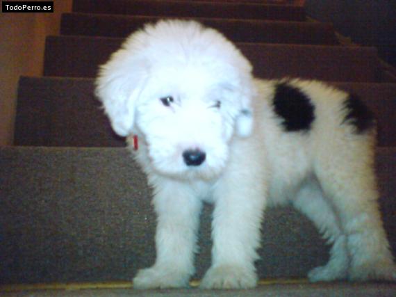 La foto del perro Motta Foto del perro Motta