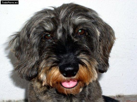 Foto del perro Buyo