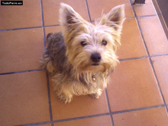 La foto del perro Puky Foto del perro Puky