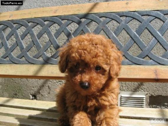 Foto del perro Tody