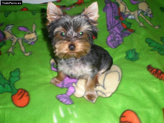 La foto del perro Kika Foto del perro Kika