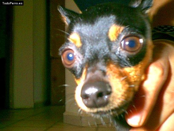 La foto del perro Roger Foto del perro Roger
