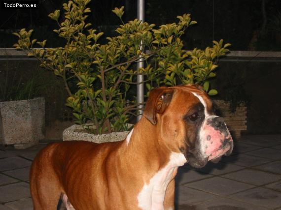 Foto del perro Scooby
