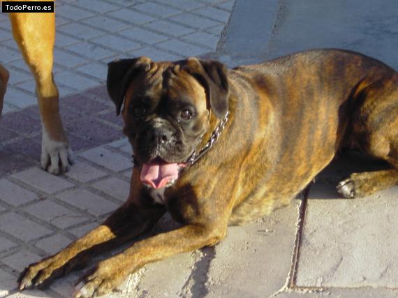 Foto del perro Nala