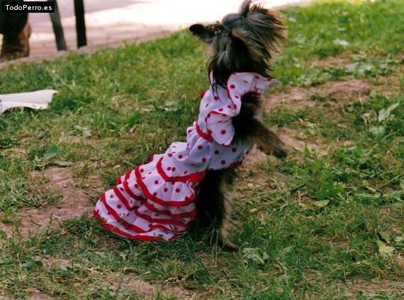 La foto del perro Kiki Foto del perro Kiki