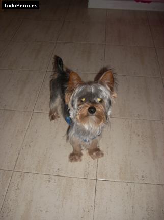 La foto del perro Wisin Foto del perro Wisin