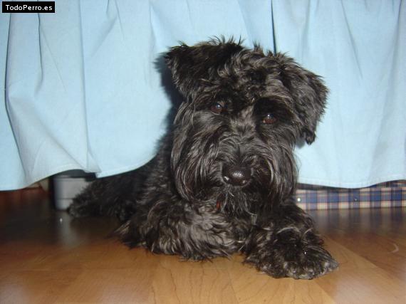 La foto del perro India Foto del perro India