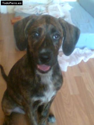 Foto del perro Kira