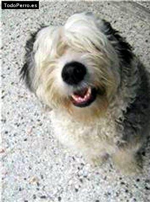 La foto del perro Lupe Foto del perro Lupe