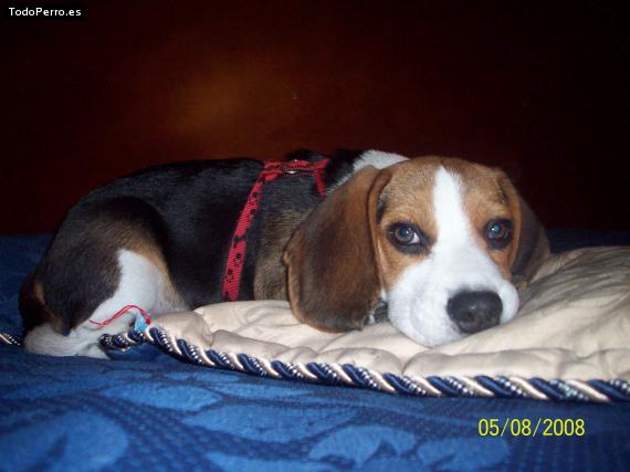 La foto del perro Manolo Foto del perro Manolo