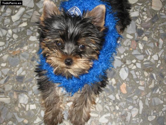 La foto del perro Ingrid Foto del perro Ingrid