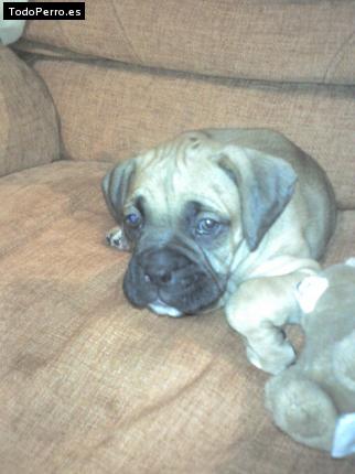 La foto del perro Junior Foto del perro Junior