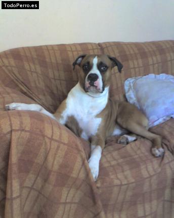 Foto del perro Congo