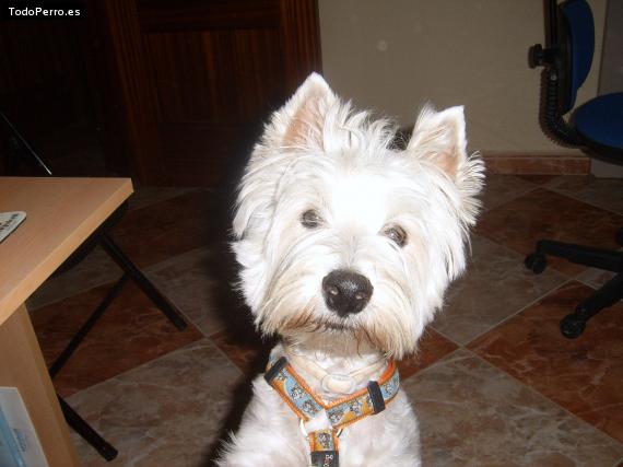 La foto del perro