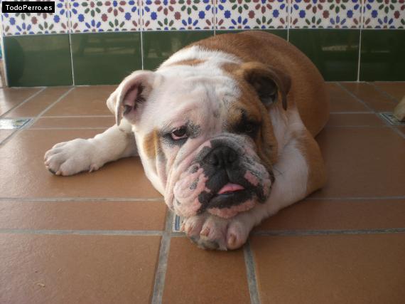 Foto del perro Hercules